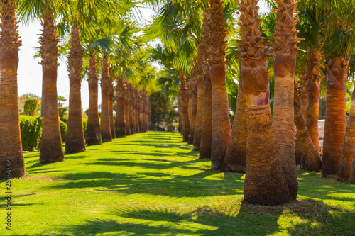 Date palms of the Sinai Peninsula.