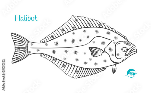 Halibut hand-drawn illustration