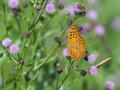 A Silver-washed fritillary butterfly sitting on a flower © Stefan