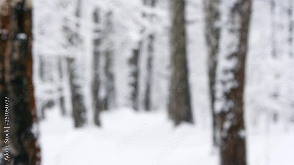 Snow Falls In The Winter Forest Slow-motion. Snow Falls In The Winter Forest Slow-motion.