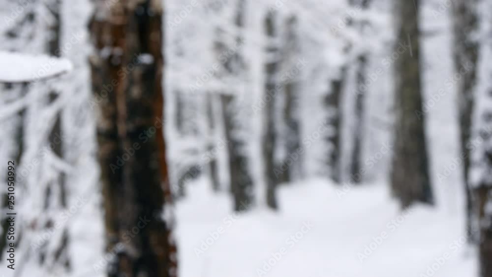 Snow Falls In The Winter Forest Slow-motion. Snow Falls In The Winter Forest Slow-motion.