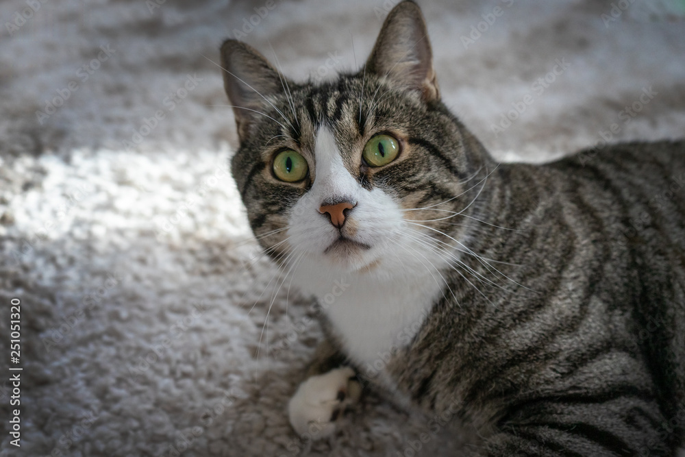 Gray cat lying on the light carpet. Portrait of a cat. Gray cat lying on the light carpet. Portrait of a cat.