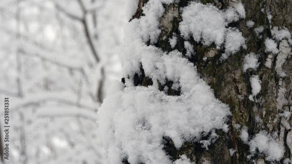 Trunk Covered With Snow In Winter Forest. Trunk Covered With Snow In Winter Forest.