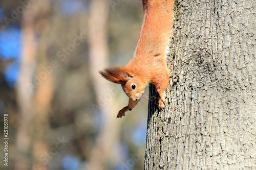 Фотография squirrel