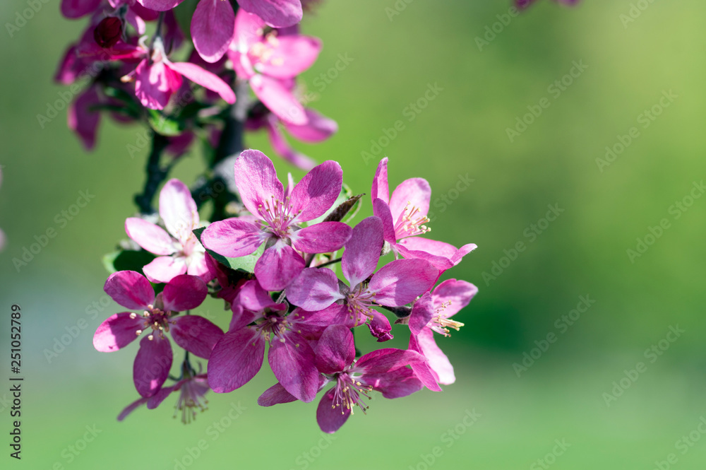 Malus royalty, ornamental apple tree, springtime, purple pink flowers on branches