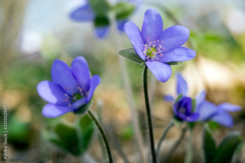 Hepatica nobilis in bloom, group of blue violet purple small flowers, early spring wildflowers