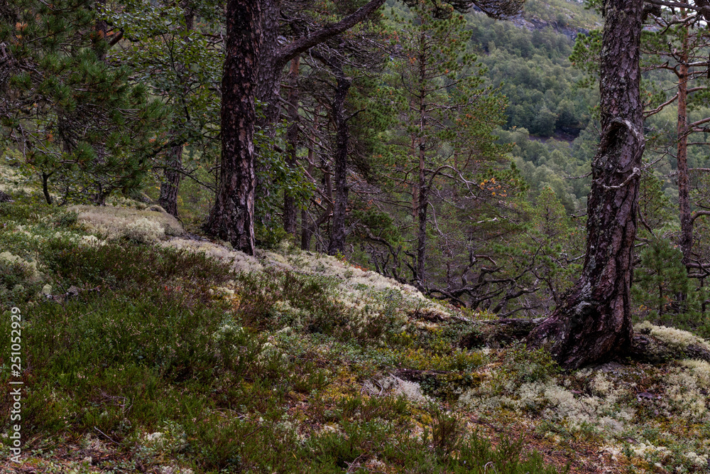 Wald in Norwegen Wald in Norwegen