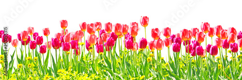Tulipa. Field of pink tulips and green grass isolated on a white background. Spring sunlight landscape. Panorama