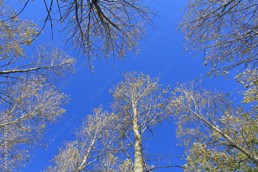 large tree tops closeup with a clear blue sky in the background large tree tops closeup with a clear blue sky in the background