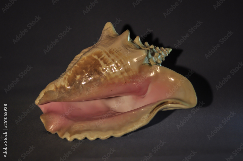 Photo of a large sea shell. Object shooting Photo of a large sea shell. Object shooting