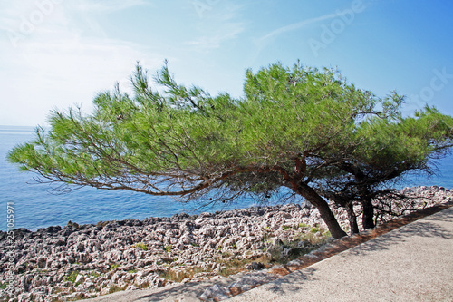 Mali Losinj,Croatia,Adriatic coast,Europe,details,end of summer,10 photo