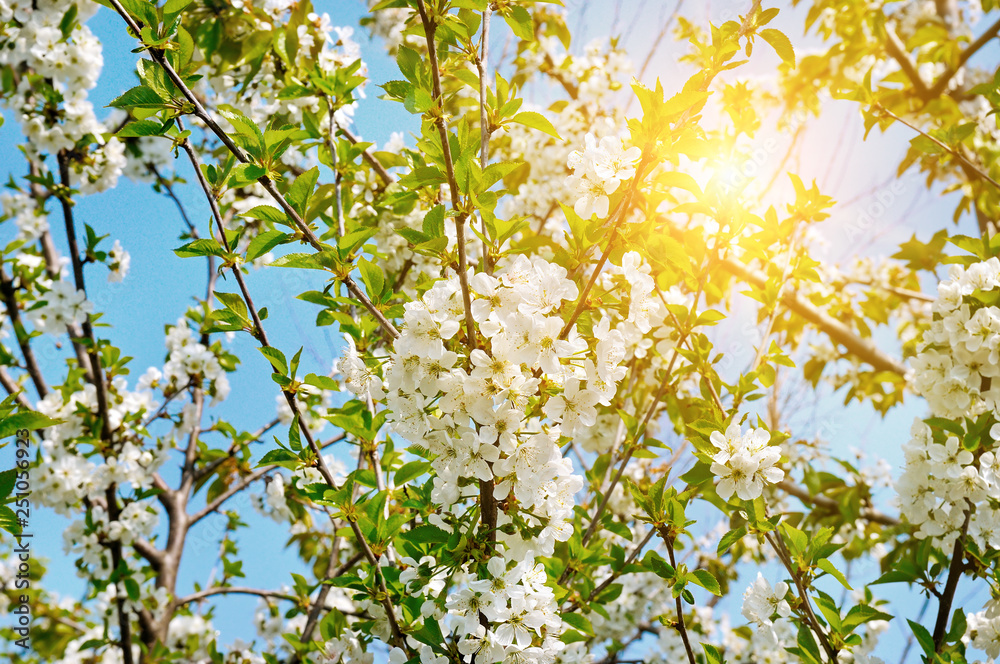 Fototapeta premium Beautifully blossoming tree branch. Cherry - Sakura and sun with a natural colored background.