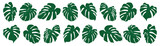 Set of tropical leaves. Vector illustration