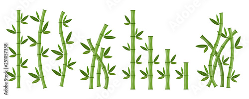 Fototapeta Naklejka Na Ścianę i Meble -  Green bamboo branches and leaves. Vector illustration.