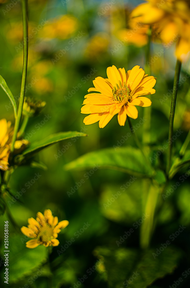 Large yellow flower sunflower agricultural crop Large yellow flower sunflower agricultural crop
