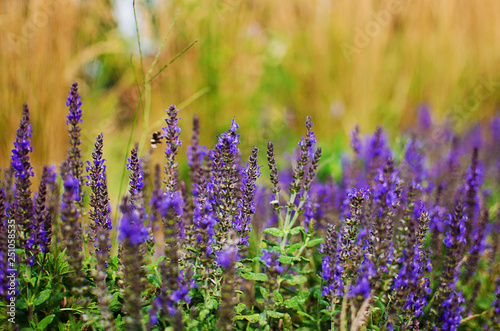 Bouquet of wild flowers of different colors in the vase outdoors