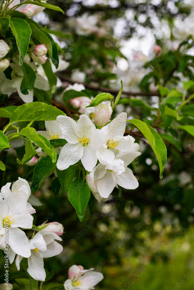 Spring blossoming of an apple tree in the early morning Spring blossoming of an apple tree in the early morning
