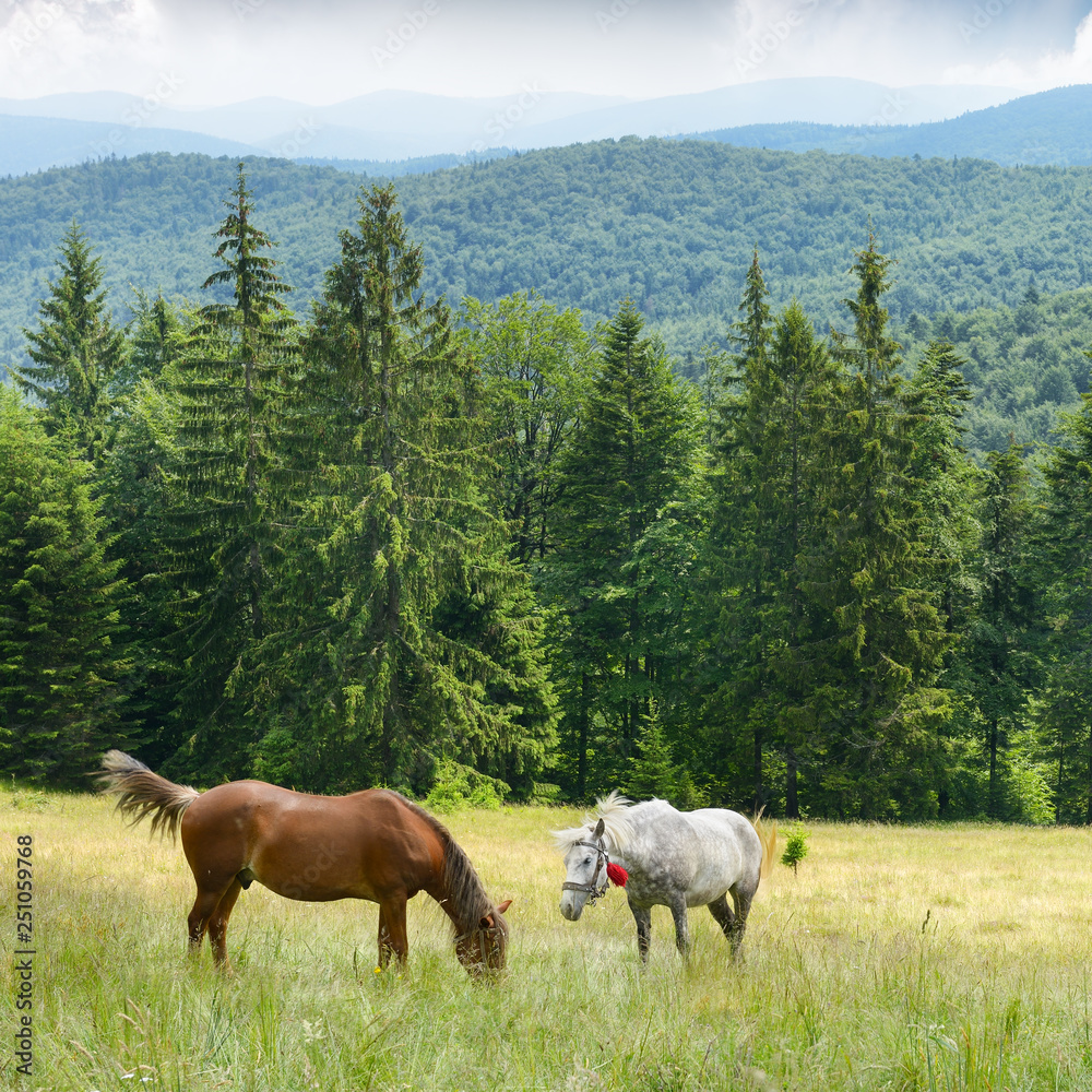 Horses graze on slopes Carpathian Mountains.