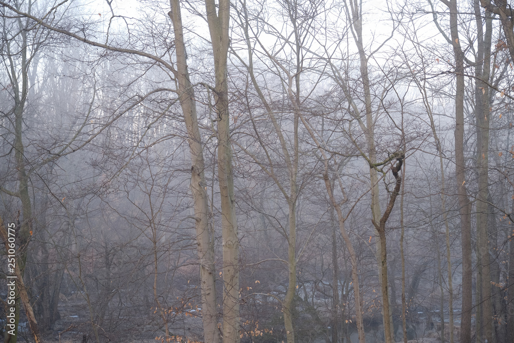 Foggy forest and bare trees in a deep forest Foggy forest and bare trees in a deep forest