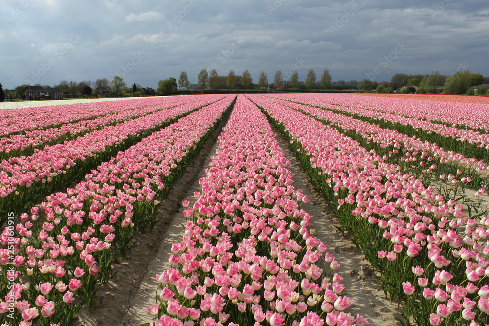 large field with pink flowering tulips in zeeland, holland in springtime