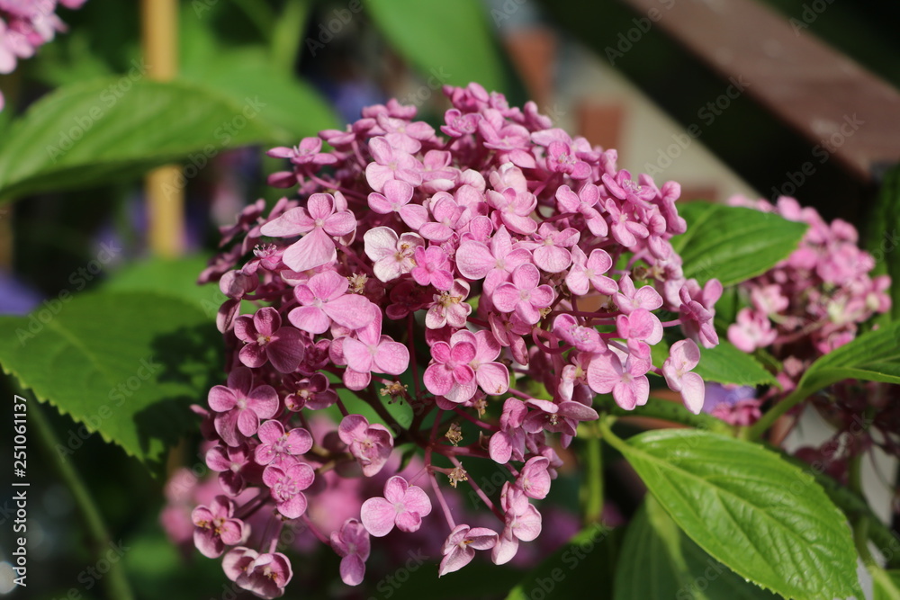 Purple Garden Hydrangea at Lago Maggiore, Italy Purple Garden Hydrangea at Lago Maggiore, Italy