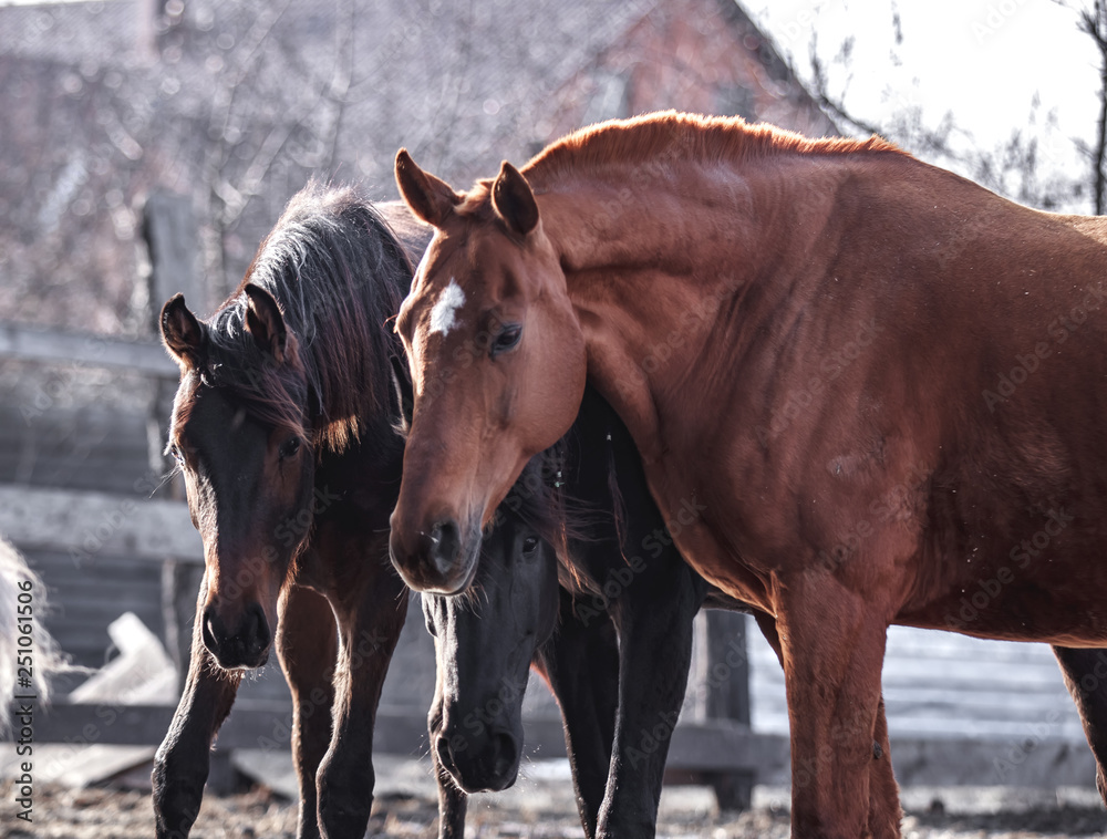 Horses are walking in the spring sun in the pen Horses are walking in the spring sun in the pen