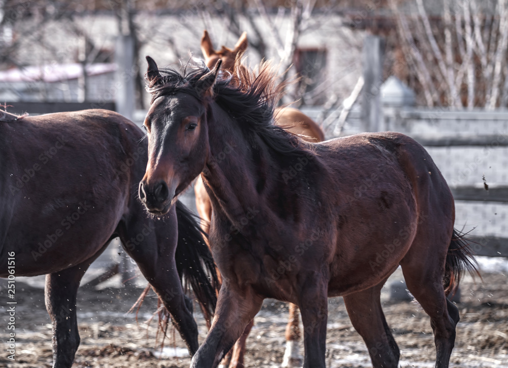Beautiful young bay horse walks in the spring sun Beautiful young bay horse walks in the spring sun
