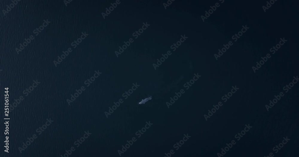 The motley seal (largha) swims in blue water in the sea in Vladivostok in the Eastern Bosphorus Strait, Peter the Great Bay, the Golden Horn The motley seal (largha) swims in blue water in the sea in Vladivostok in the Eastern Bosphorus Strait, Peter the Great Bay, the Golden Horn