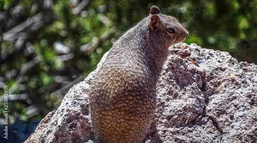 Εκτύπωση καμβά squirrel on a rock right profile