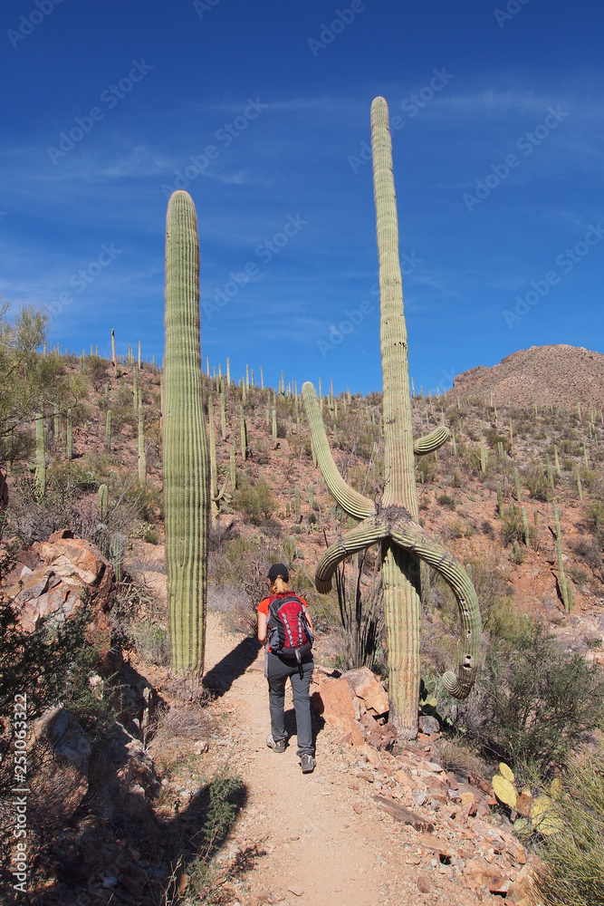 King canyon trail saguaro national park hotsell