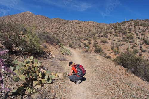 Woman photographing desert wildflowers on the King Canyon Trail in the Tucson Mountains area of Saguaro National Park, Arizona.