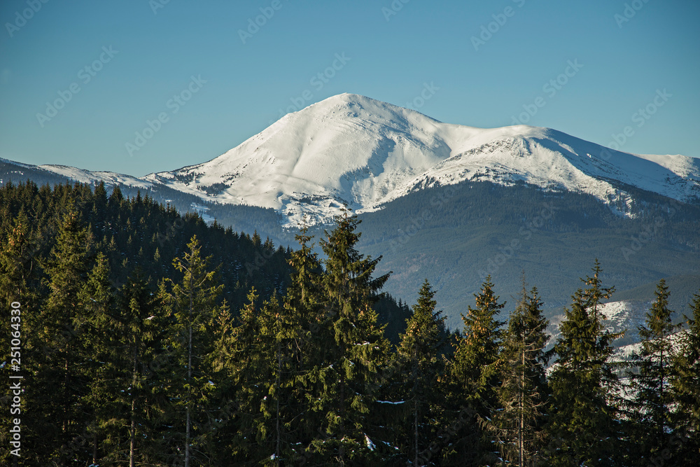 A view through the conifer spruce forest on the snow-capped peaks. view of the snow-capped peaks of the Carpathian mountains with conifer spruce forest in the foreground on a sunny day A view through the conifer spruce forest on the snow-capped peaks. view of the snow-capped peaks of the Carpathian mountains with conifer spruce forest in the foreground on a sunny day