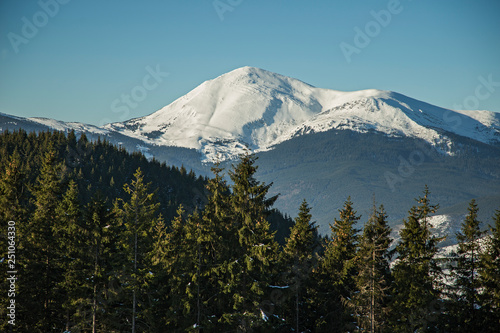 A view through the conifer spruce forest on the snow-capped peaks. view of the snow-capped peaks of the Carpathian mountains with conifer spruce forest in the foreground on a sunny day