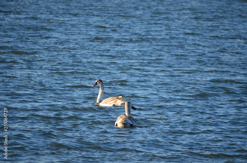 Swans at the sea. © Dmitro
