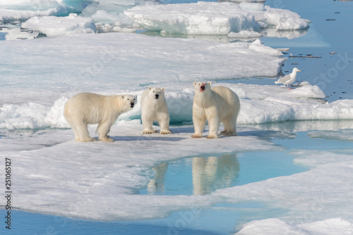 Wild polar bear  Ursus maritimus  mother and two young cubs on the pack ice  north of Svalbard Arctic Norway