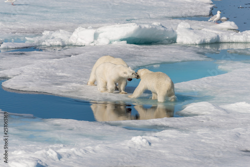 Wild polar bear  Ursus maritimus  mother and two young cubs on the pack ice  north of Svalbard Arctic Norway