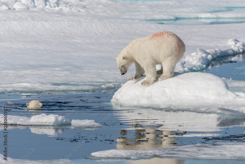 Two young wild polar bear cubs playing on pack ice in Arctic sea, north of Svalbard Two young wild polar bear cubs playing on pack ice in Arctic sea, north of Svalbard