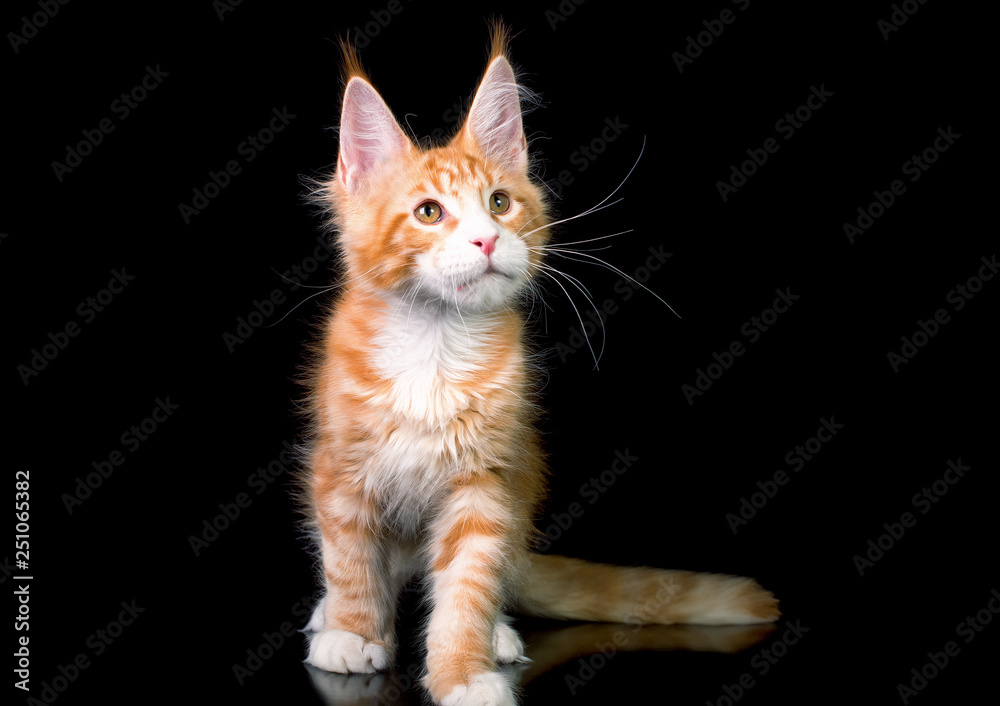 Cute maine coon kitten on black background in studio, isolated.