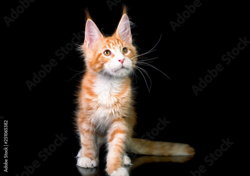 Cute maine coon kitten on black background in studio, isolated.