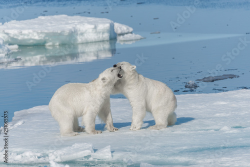 Two young wild polar bear cubs playing on pack ice in Arctic sea, north of Svalbard © Alexey Seafarer