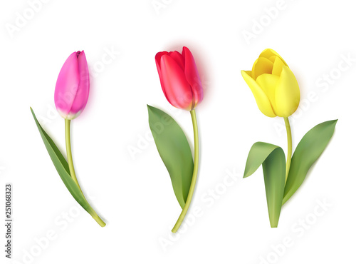 Set of colorful tulips isolated on white. Spring flowers. Vector illustration