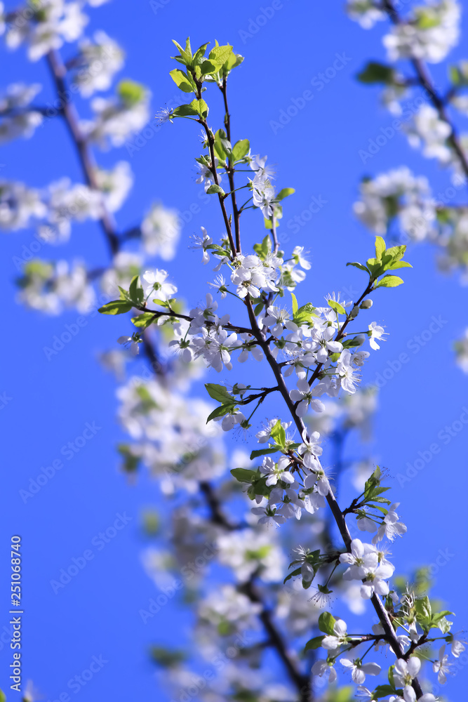 White flowers of cherry tree in spring. Beautiful garden. Blue sky. White flowers of cherry tree in spring. Beautiful garden. Blue sky.