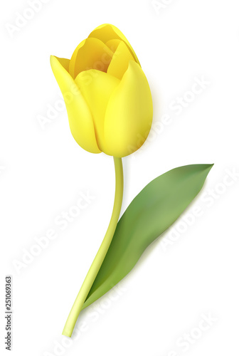 Decorative yellow tulip isolated on white background. Spring flower. Vector illustration