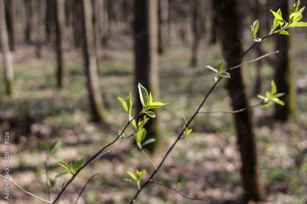 Branch of tree with first green leaves. Early spring. Branch of tree with first green leaves. Early spring.