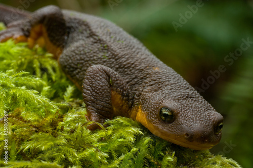 Newt and Moss - Rough-skin Newt (Taricha granulosa) sits on a mossy log photo