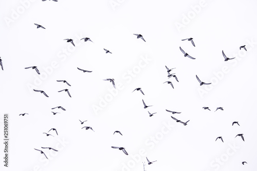 flock of birds flying in the sky © Lena