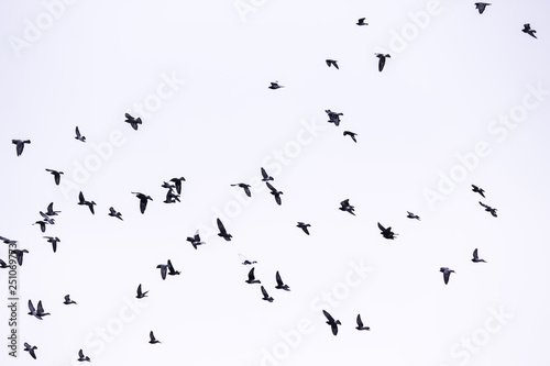 Flying birds in the sky. White background