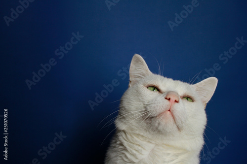 The cute white cat with green eyes on a blue background
