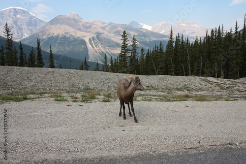 Bighornschaf  Jasper NP  Canada