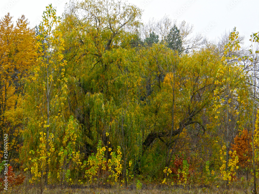 Fototapeta premium autumn in the park